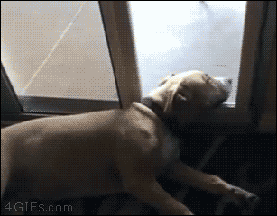 狗狗 搞怪 睡觉 电梯