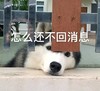 萌宠 汪星人 怎么还不回消息 在干嘛 呆萌 可爱