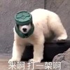 萌宠 白熊 来啊 打一架啊 呆萌 可爱
