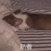 萌宠 猫星人 趴着 不敢动 呆萌 可爱