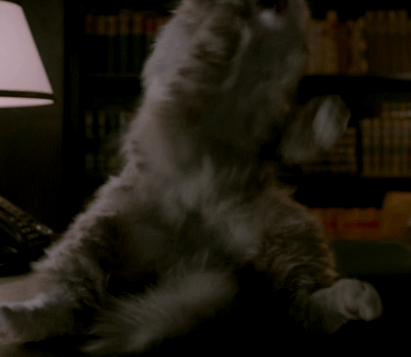 萌宠 猫咪 搞笑 可爱