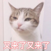萌宠 猫星人 又来了又来了 无奈 呆萌 可爱
