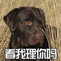 狗 汪星人 萌宠 看我理你吗 拒绝 soogif soogif出品