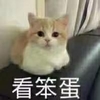 萌宠 猫星人 看笨蛋 瞅着你 搞怪 逗