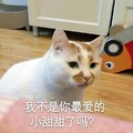 猫咪 喵星人 不是你最爱 小甜甜了吗 斗图 搞笑 委屈