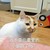 猫咪 喵星人 不是你最爱 小甜甜了吗 斗图 搞笑 委屈