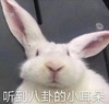 萌宠 猫星人 听到八卦的小耳朵 偷听 呆萌 可爱