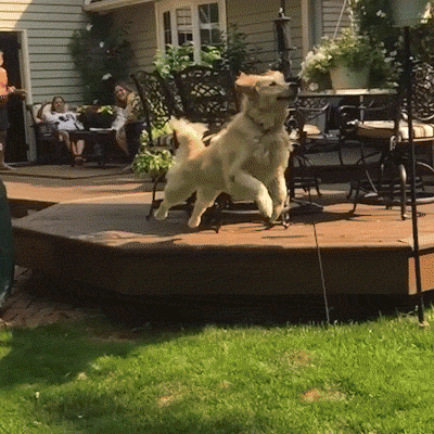 狗 球 飞奔 花园 砸到 搞笑 dog