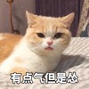 萌宠 喵星人 有点气 但是怂 呆萌 可爱