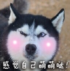 脸红 哈士奇 宠物 感觉自己萌萌哒