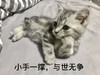 萌宠 猫星人 小手一撑 与世无争 呆萌 可爱