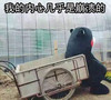 恶搞 熊本熊 小推车 我的内心几乎是崩溃的