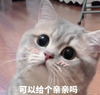 萌宠 猫星人 可以给个亲亲吗 好奇 呆萌 可爱