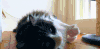 BBC 对猫的发现 打招呼 猫咪 纪录片