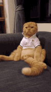 猫咪  萌宠  可爱  发呆