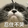 忍住不哭 猫 伤心 搞怪 逗