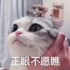 萌宠 猫星人 正眼不愿瞧 嫌弃 呆萌 可爱
