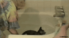 搞笑 给猫洗澡 滑倒