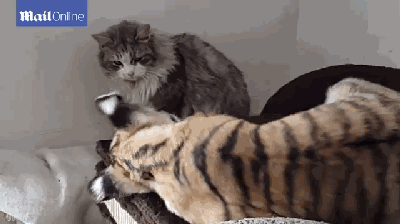 猫猫 打架 老虎 欢乐