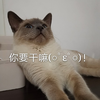 萌宠 喵星人 你要干嘛 干啥 呆萌 搞怪