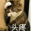 猫咪 头疼 搞怪 逗