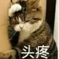 猫咪 头疼