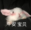 萌宠 兔子 午安 宝贝 呆萌 可爱