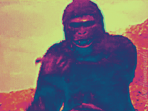瑞德铁匠 邪典电影 中指 70 奶酪 福 国际上关于恐怖 怪物电影 大猩猩 猿 驱动 玛丽莲贝克 金刚山寨
