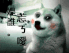 狗狗 红脸蛋 挤眼睛 忘了爱是谁