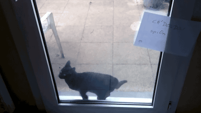 猫 出门 玻璃门
