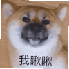 萌宠 汪星人 我瞅瞅 我看看 搞怪 呆萌