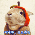 瞅啥瞅 小兔子 吃东西 帽子 红色