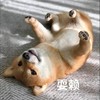 萌宠 汪星人 耍赖 别搞我 搞怪 逗