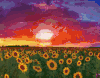 太阳 sun nature 向日葵