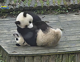 熊猫 玩耍 萌化了 天然呆 动物 panda