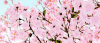 梅花 飘落 粉色 花瓣