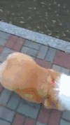汪星人 扭屁股 柯基 摇摆