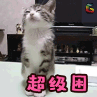 猫 萌宠 可爱 soogif soogif出品 超级困