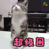 猫 萌宠 可爱 soogif soogif出品 超级困