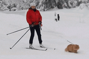 雪地 滑雪 狗狗 可爱