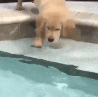 游泳 狗狗 厉害 泳池