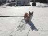 搞笑 萌宠爱搞笑 狗 柯基 蹦 跳 撒欢玩耍 雪