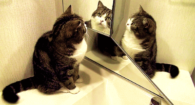 猫咪 照镜子 可爱 摇尾巴