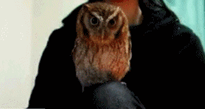 猫头鹰 owl