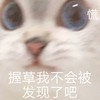 萌宠 猫星人 我不会被发现了吧 慌张 搞怪 呆萌