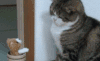 猫 卖萌 萌宠 蠢萌 可爱