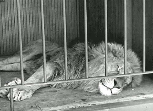 卓别林 马戏团 狮子 铁笼