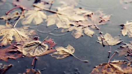 秋天 季节  下雨 落叶