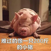 猪 萌宠 难过 二百斤小猪 伤心