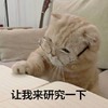 萌宠 猫星人 让我来研究一下 好奇 呆萌 可爱